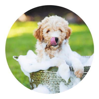 Paw-Lofts-Dog-Grooming-Dallas-min Paw-Lofts-Dog-Grooming-Dallas-min