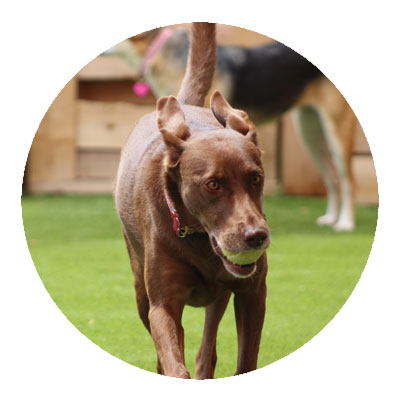 dog-boarding-10 Brown dog with a tennis ball