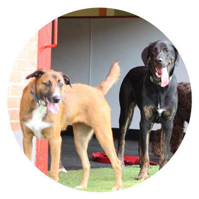Best Dog Boarding In Dallas Tx Best Dog Boarding In Dallas Tx