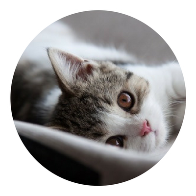 Paw-Lofts-Cat-Boarding-Dallas Paw-Lofts-Cat-Boarding-Dallas