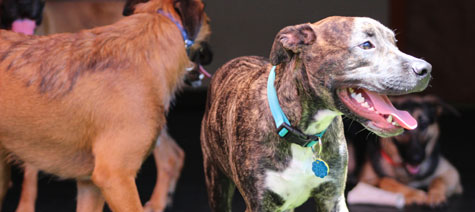 Dog smiling in dog daycare