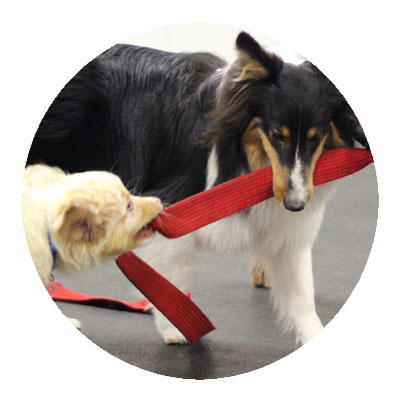 dog-daycare-12 Two dogs playing tug of war