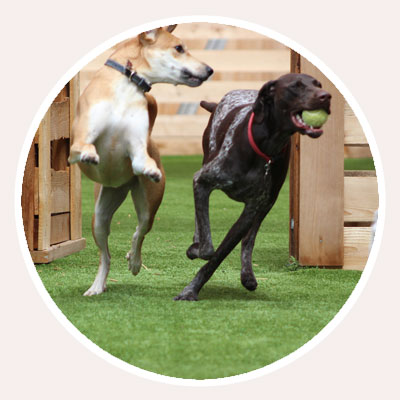 Dogs playing with a tennis ball