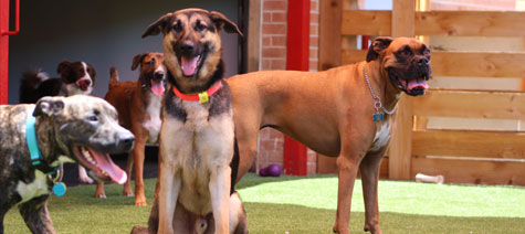 Three dogs playing in the dog daycare area