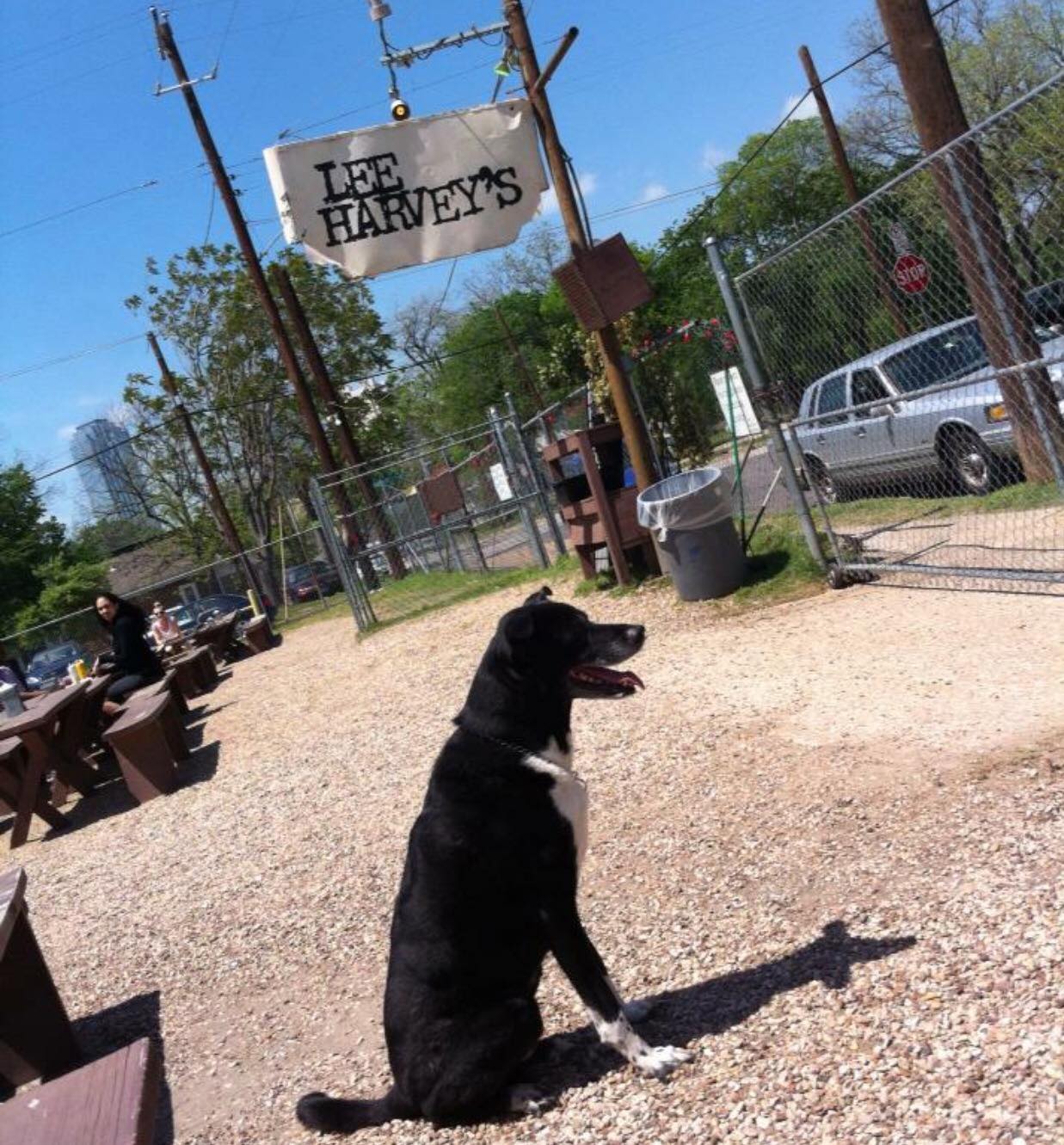 Top 8 Dog Friendly Restaurants Dallas Paw Lofts