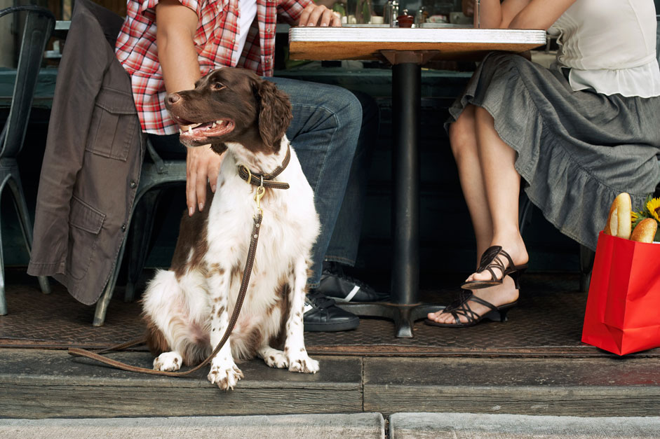 Top 8 Dog Friendly Restaurants Dallas