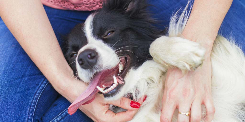 dog getting belly rubs