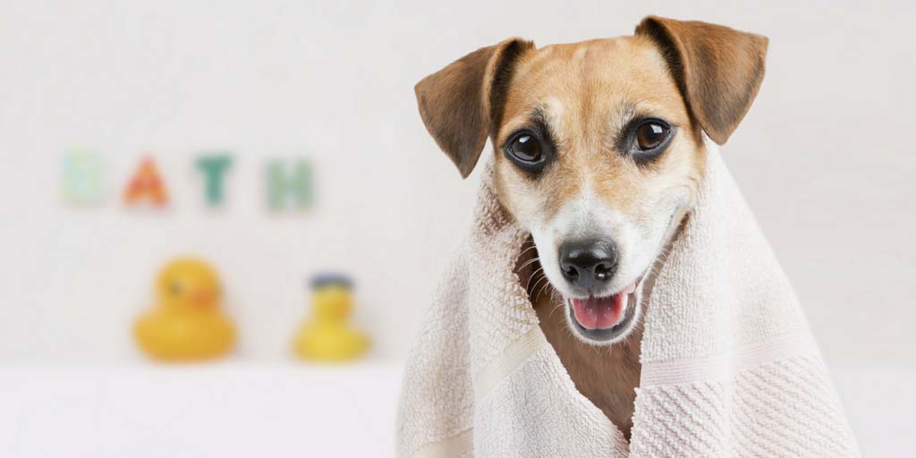 dog at dog groomer