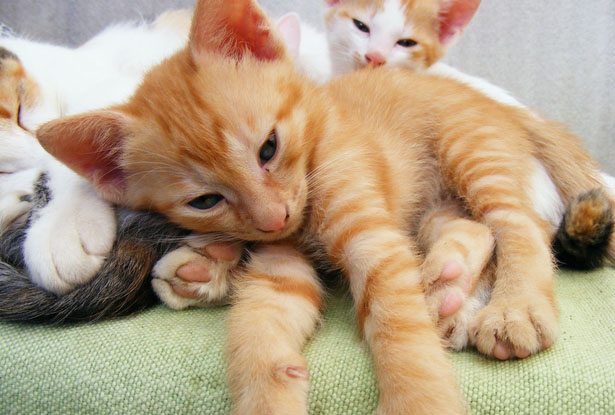 Paw Lofts - How To Care For Your Kittens - Kittens