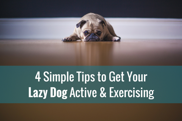 4 Simple Tips to Get Your Lazy Dog Active & Exercising