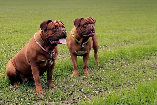 getting lazy dogs to exercise