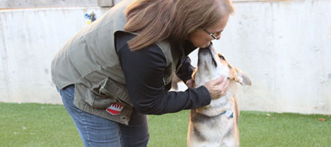 Dog kissing the trainer