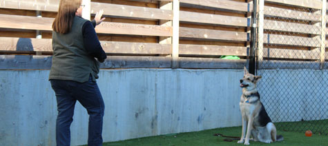 Trainer teaching a dog to stay