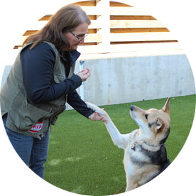 Dog shaking hands with the trainer