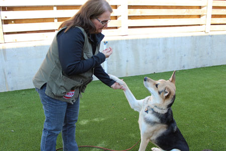 Trainer teaching a dog to shake