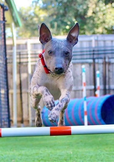 dog on the paw lofts agility course